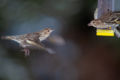 如何下载和安装EhViewer白色安装包的详细指南 如何下载和安装EhViewer白色安装包的详细指南